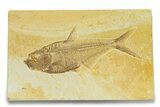 Detailed Fossil Fish (Diplomystus) - Wyoming #289946-1